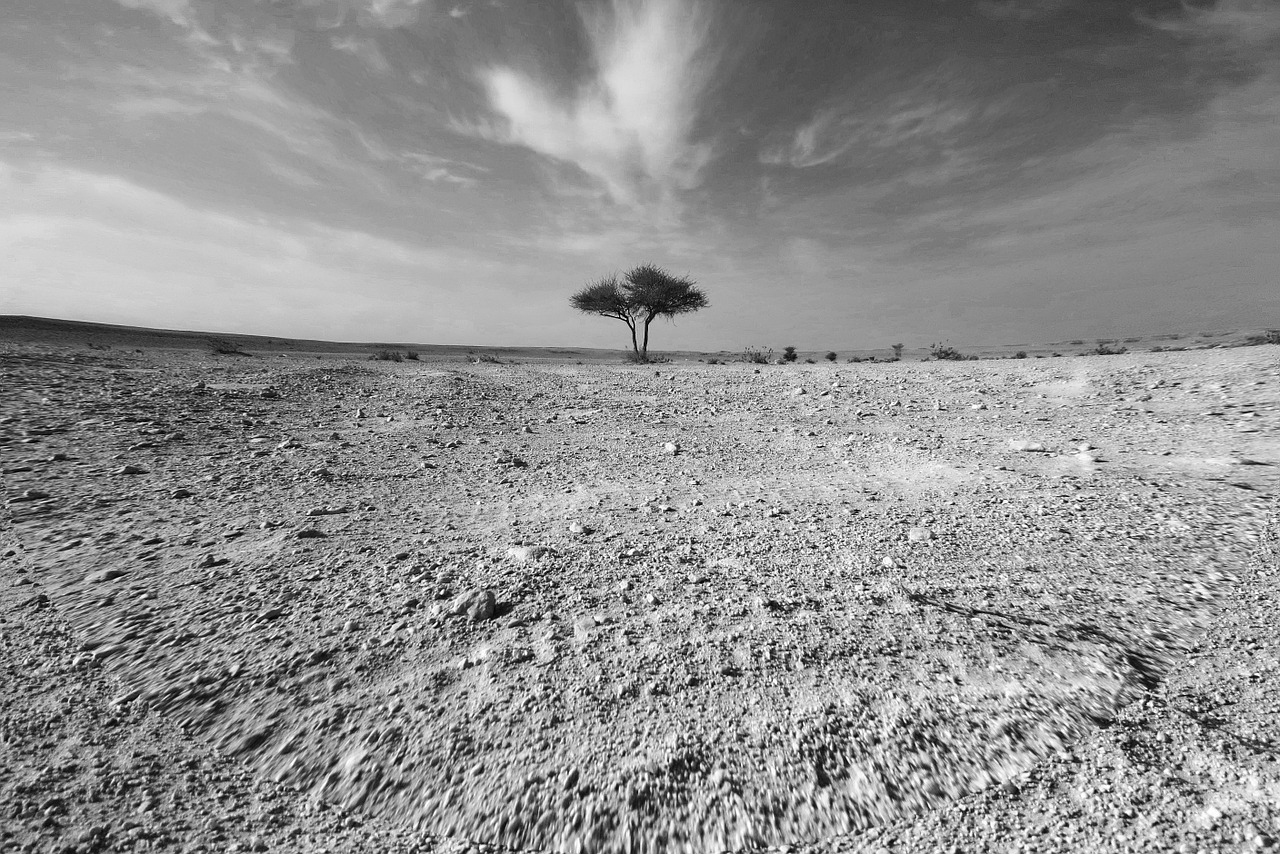 desert tree nature free photo