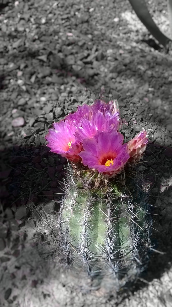 desert flowering cactus free photo