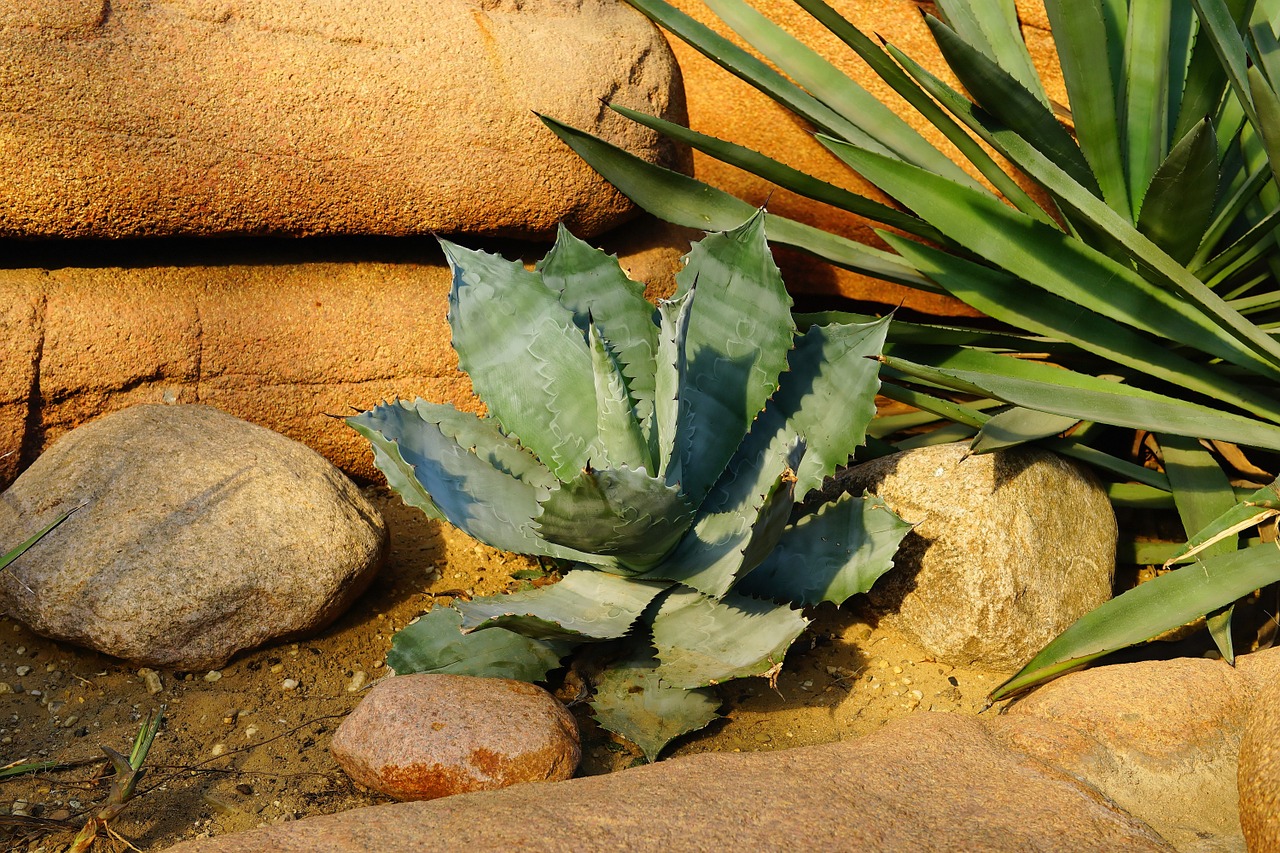 desert stones cactus free photo