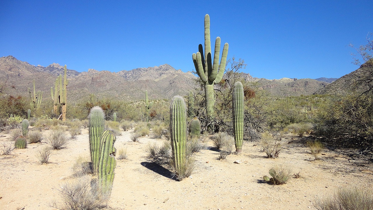 desert cactus arizona free photo