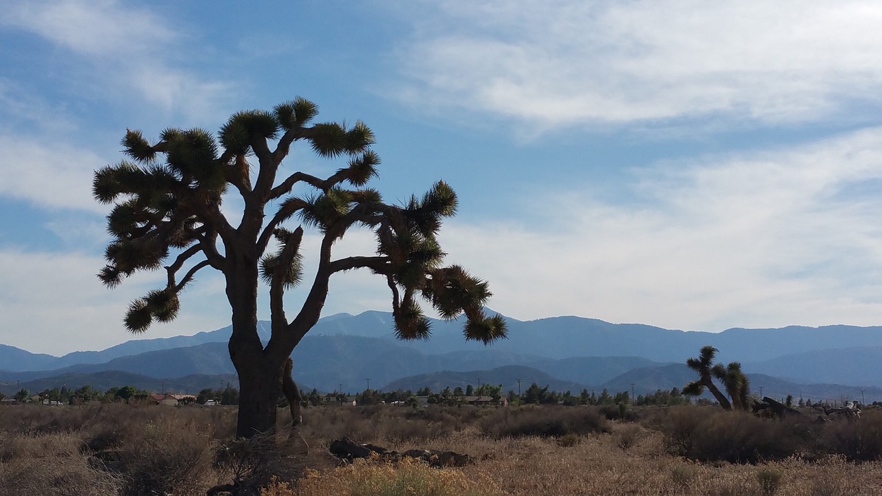 desert tree sky free photo