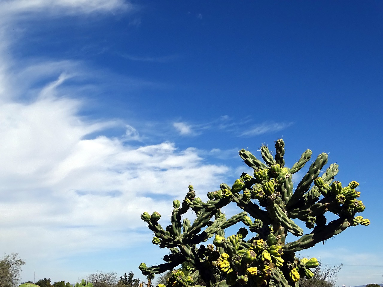 desert cactus sky free photo