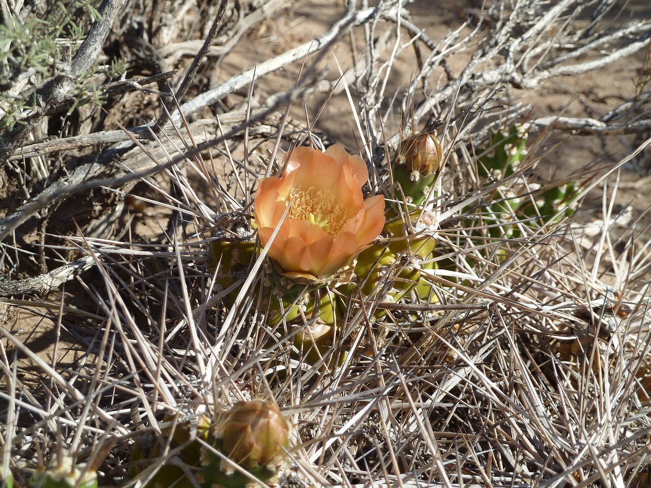 desert flower cactus free photo