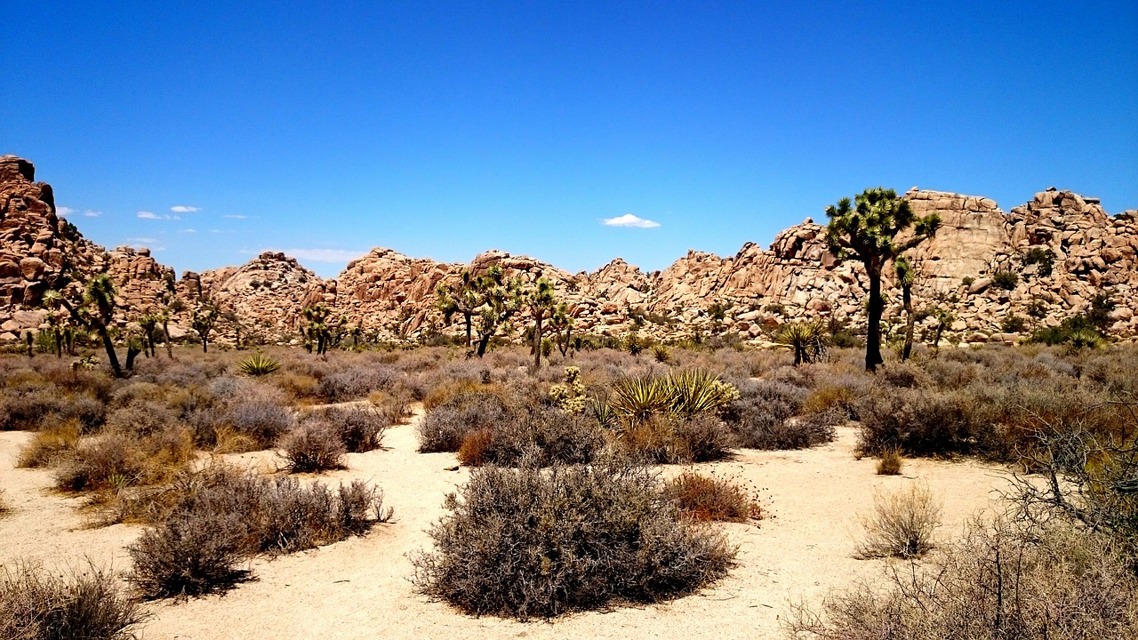 desert tree sky free photo