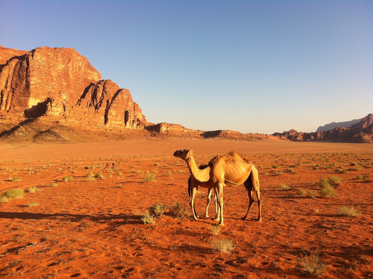 desert camel jordan free photo