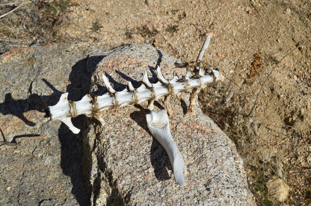 desert skeleton fossil free photo