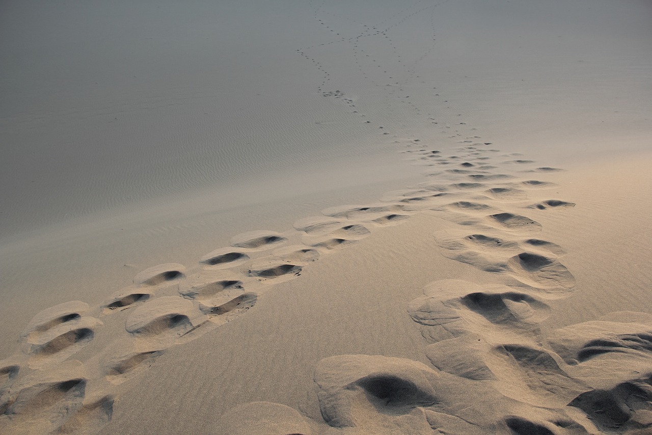 desert foot mark morning free photo