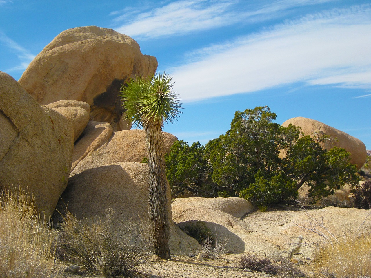 desert joshua tree joshua free photo