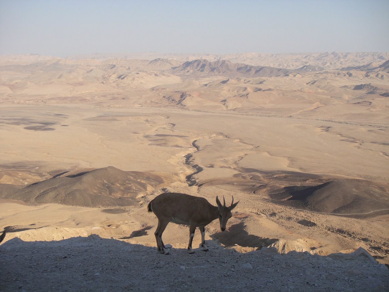 desert neguev israel free photo