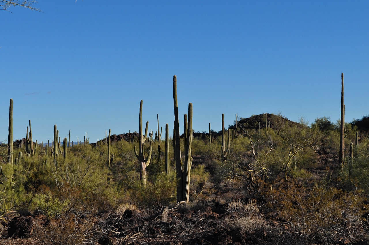 desert cactus landscape free photo