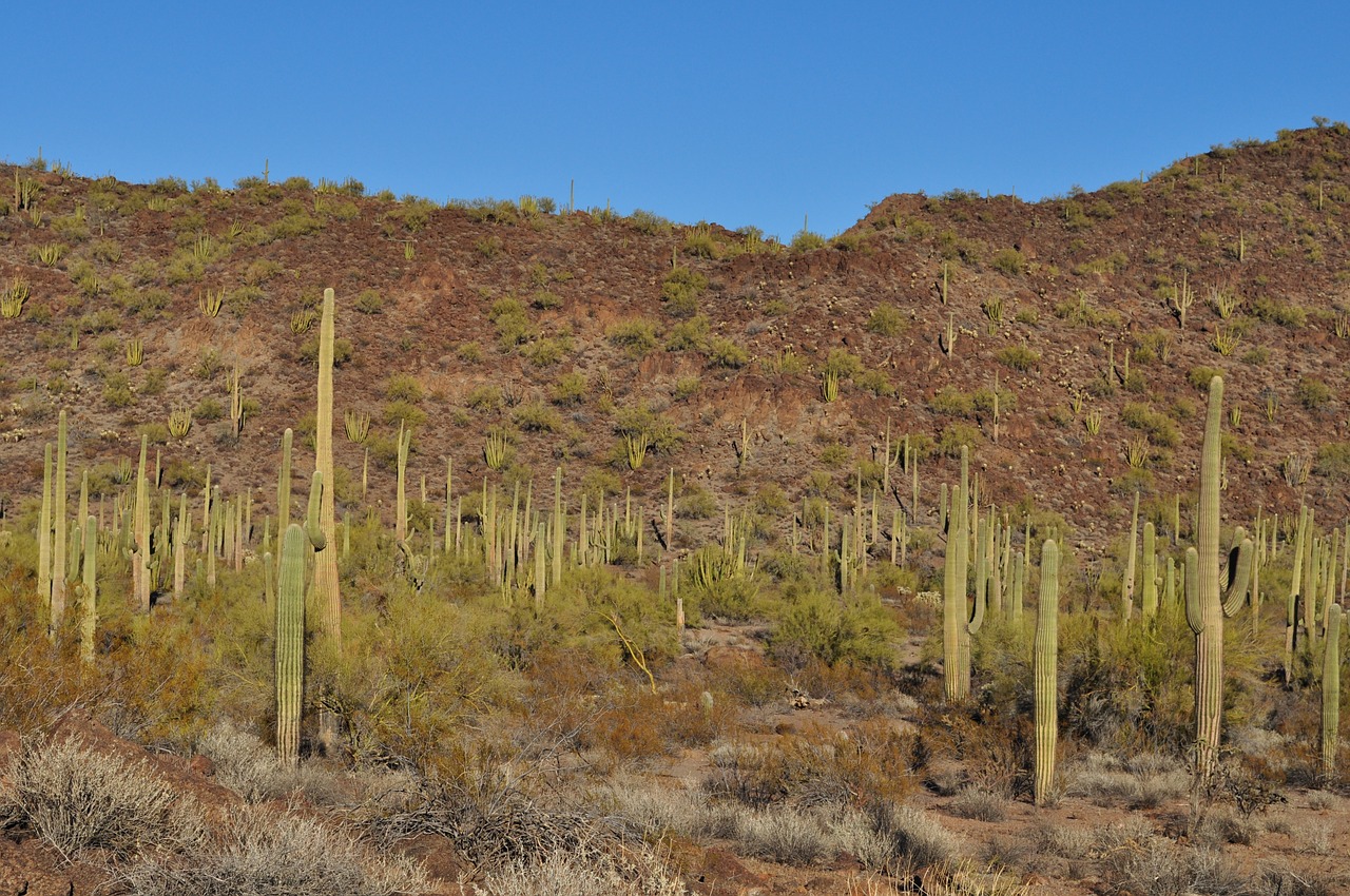 desert cactus landscape free photo