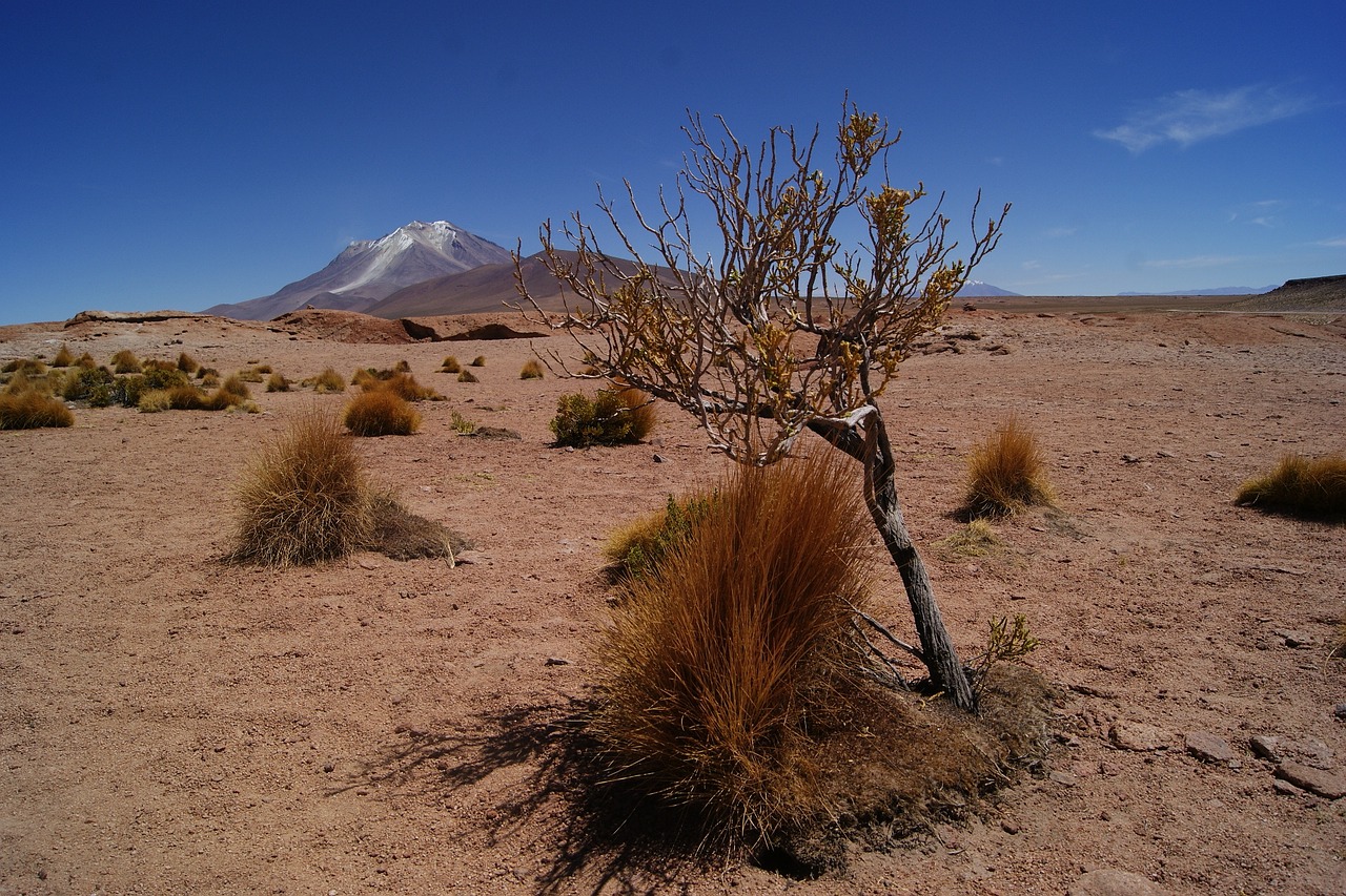desert bolivia landscape free photo