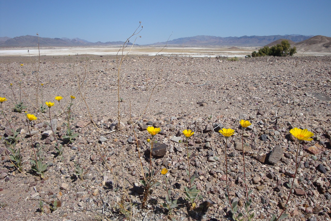 desert flowers desert flowers free photo