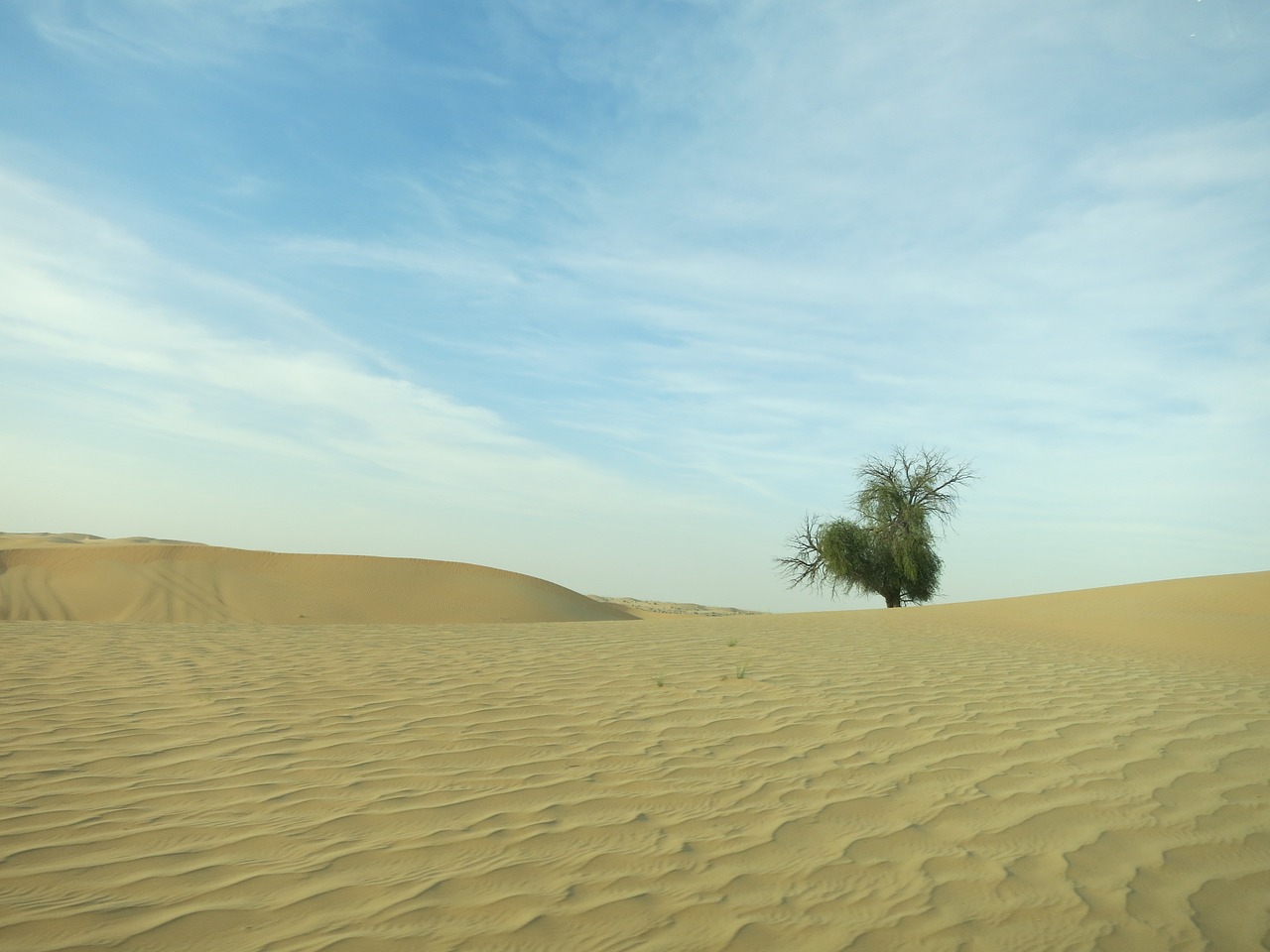 desert abudhabi tree free photo