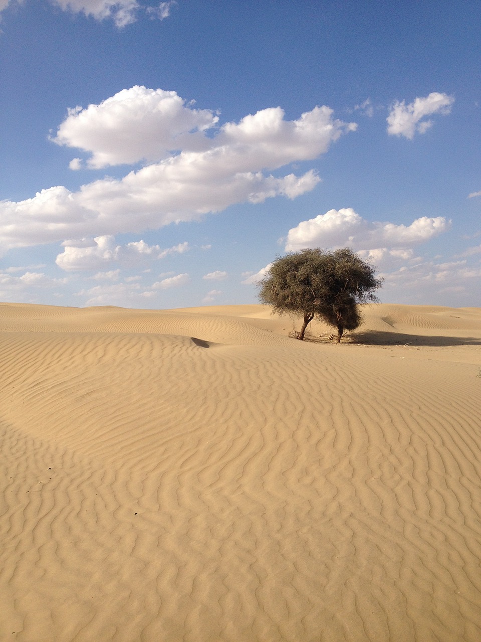 desert india nature free photo