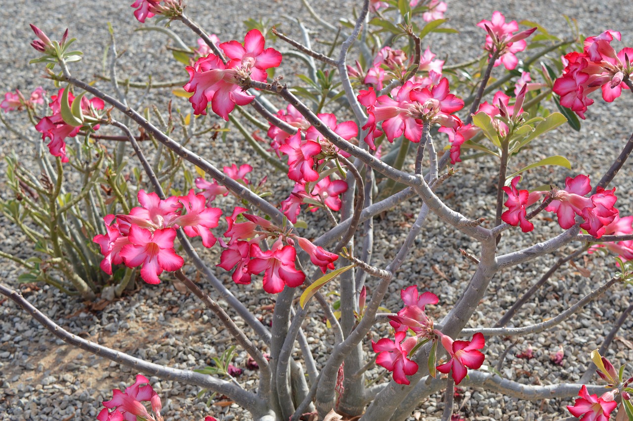 desert bloom pink free photo