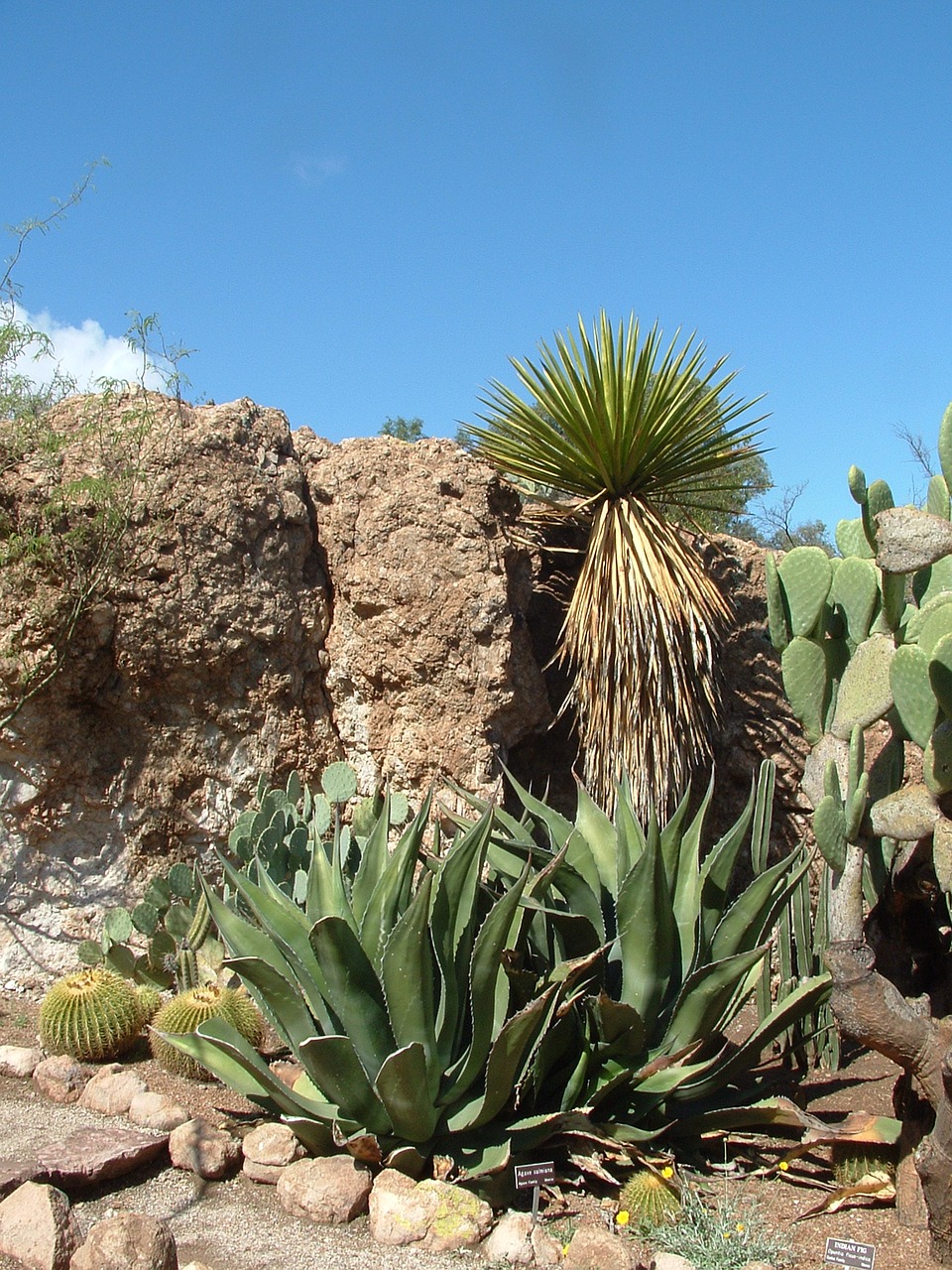 desert agave cactus free photo