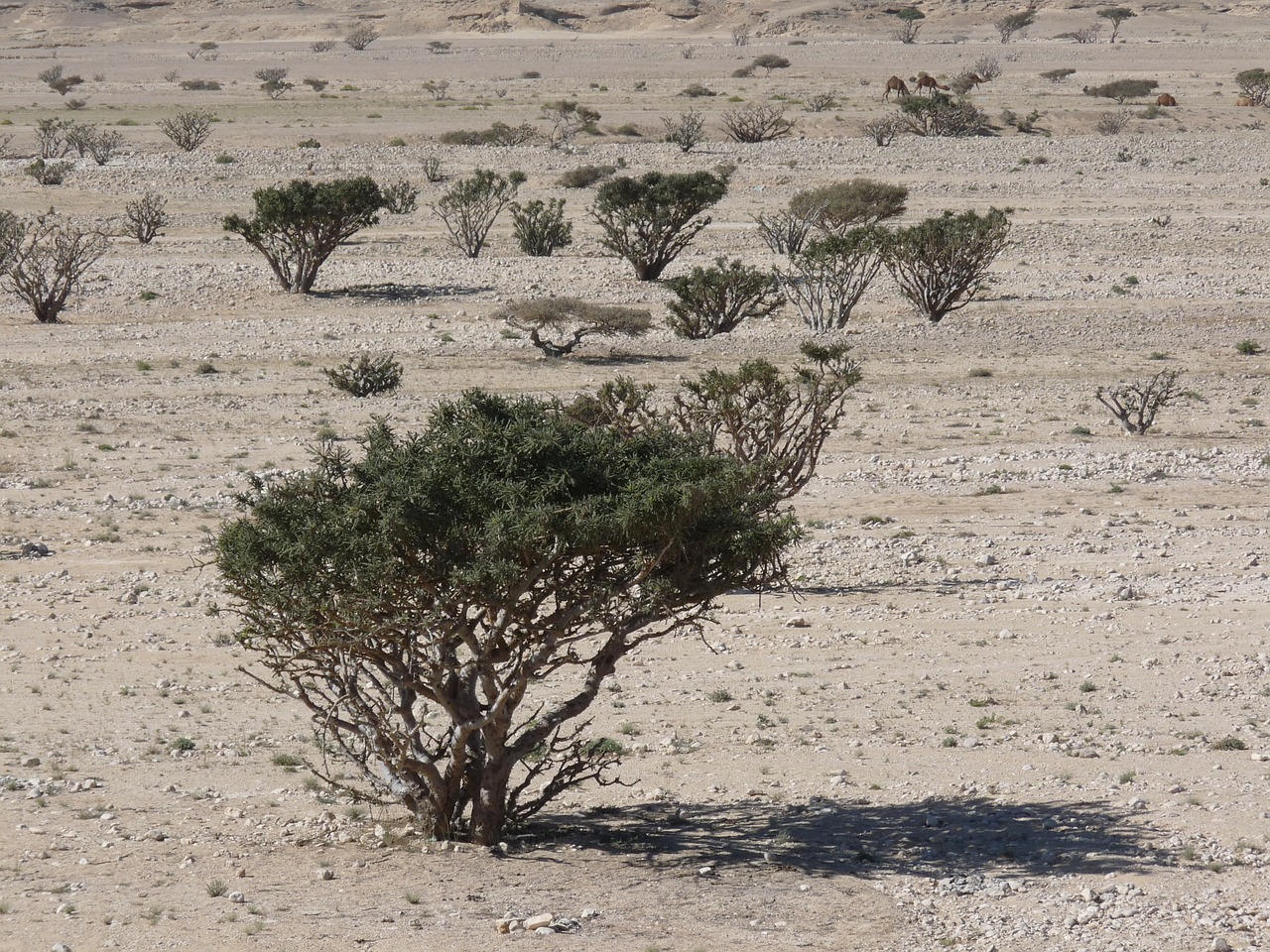 desert sand dry free photo