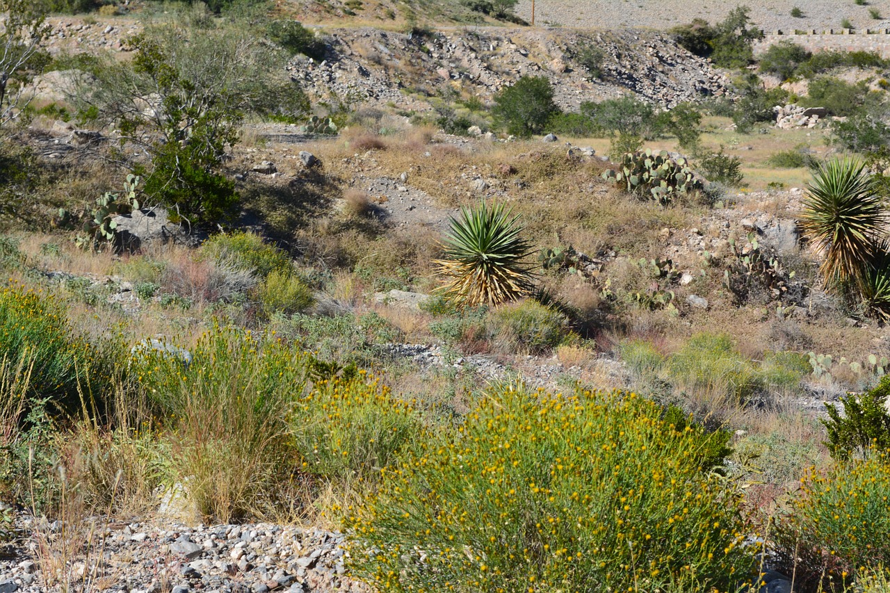 desert plants green free photo