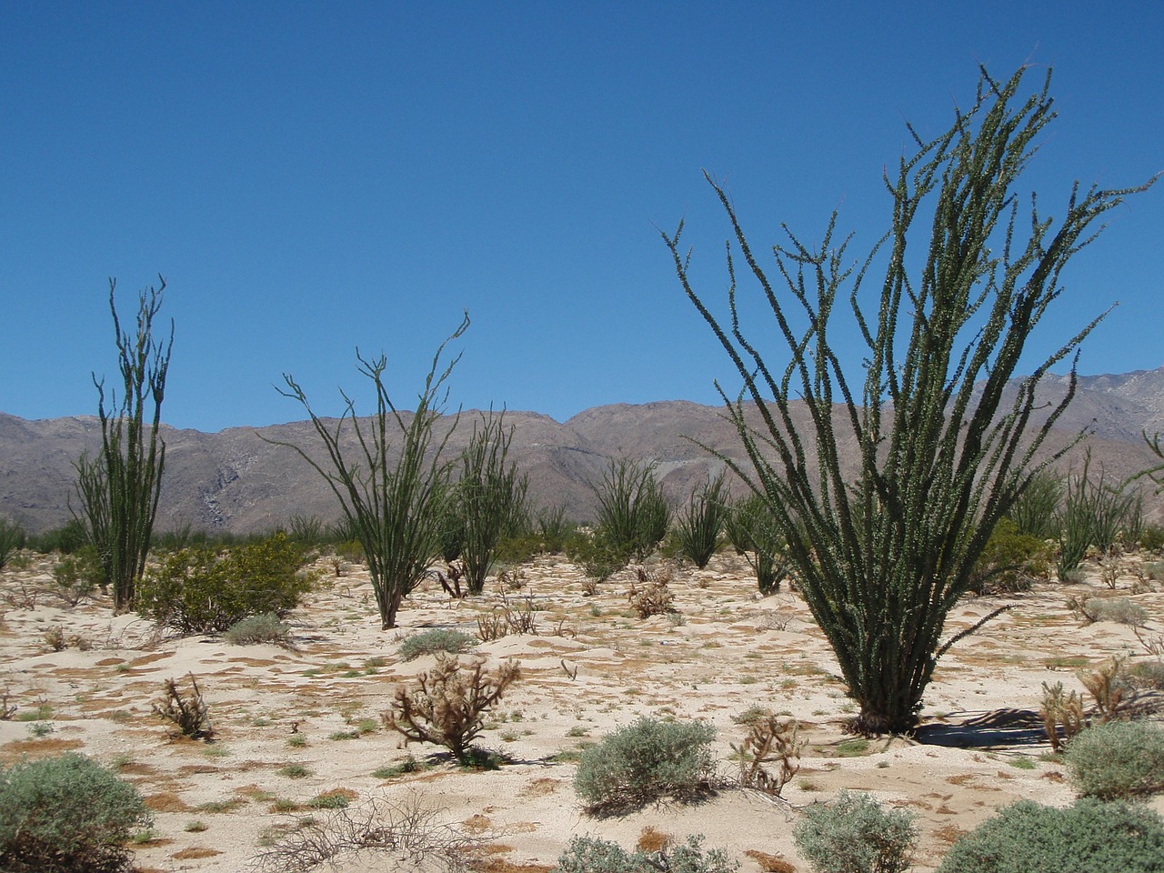 desert de anza-borrego nature free photo