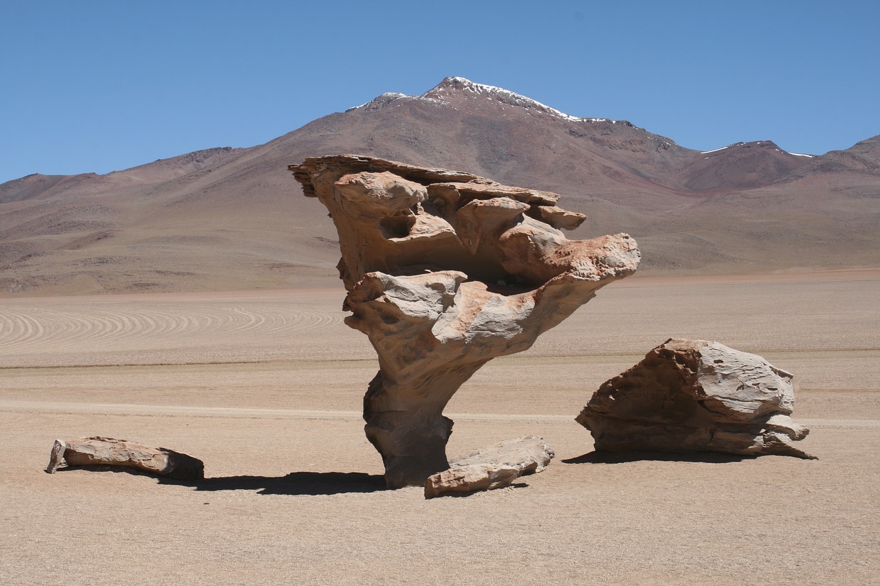 desert life atacama free photo