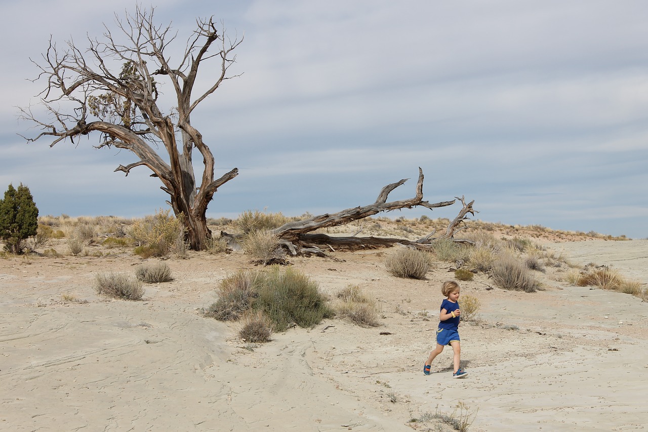 desert tree landscape free photo