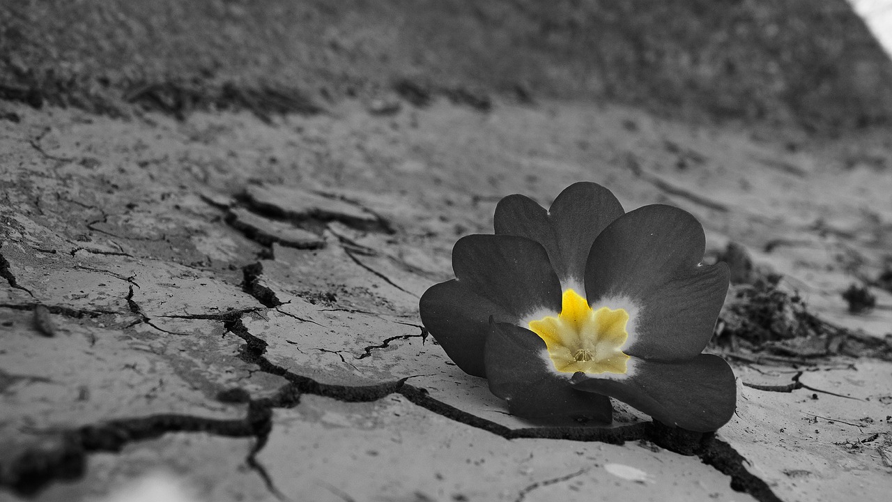 desert flower daba free photo