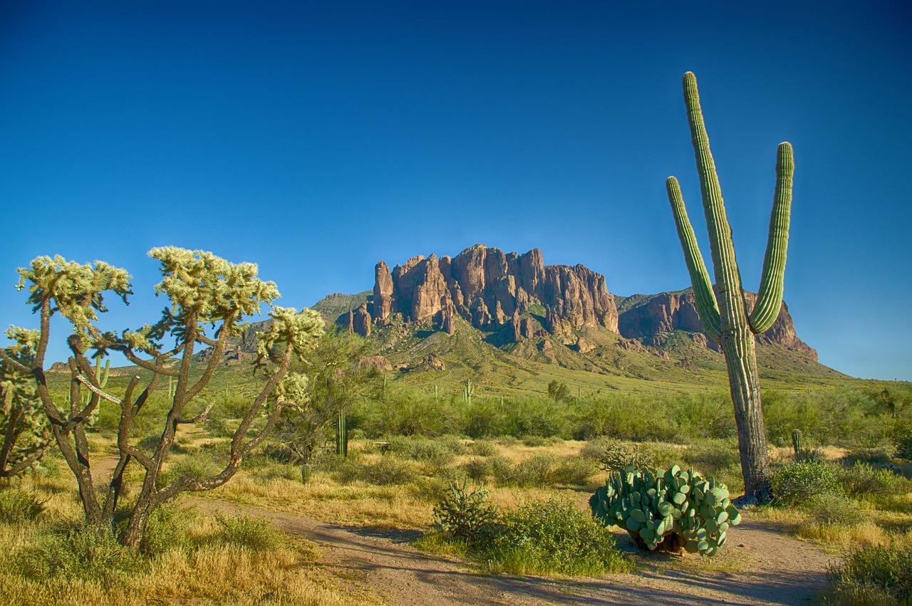 desert cactus dry free photo