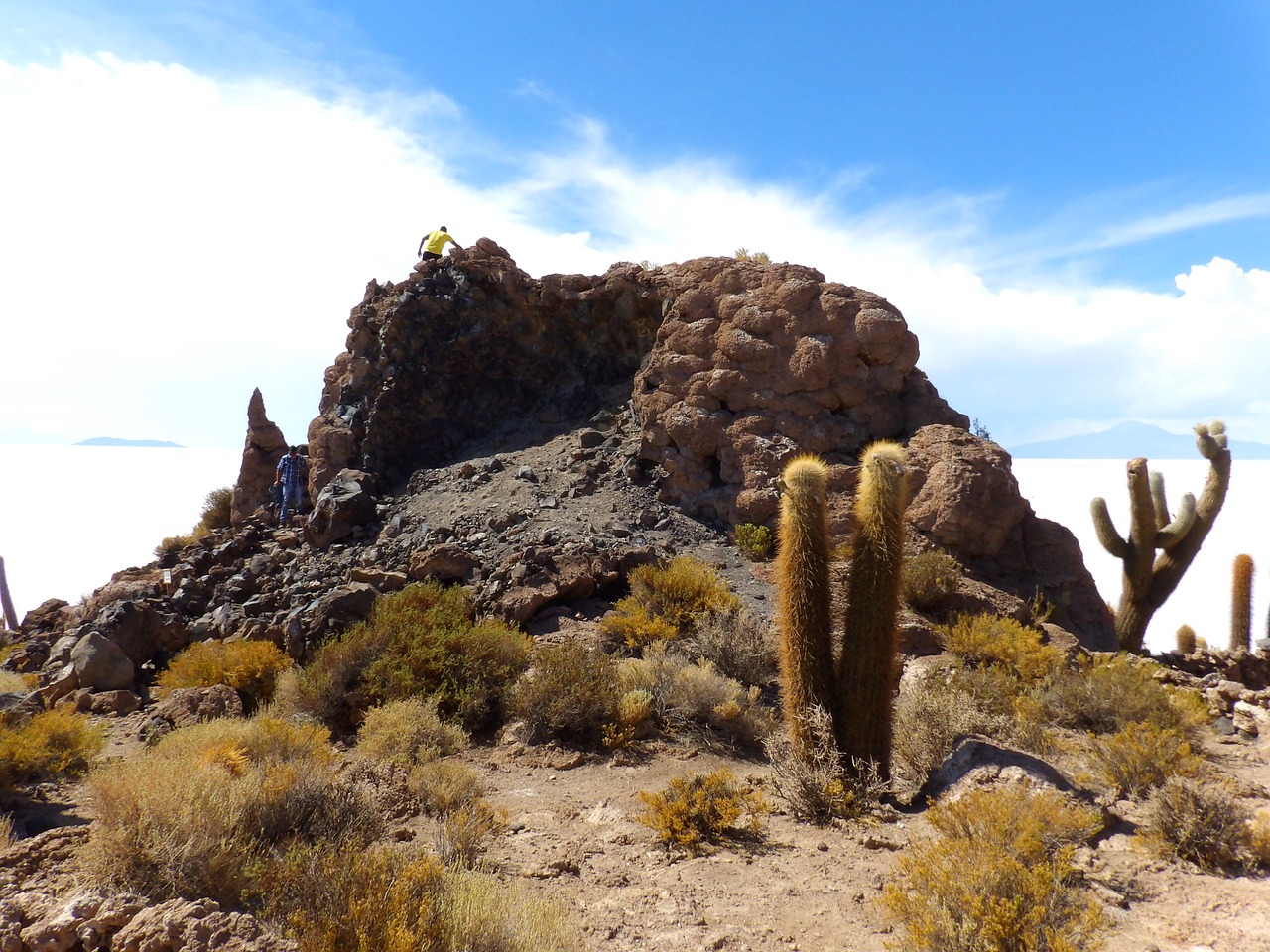 desert sallar cactus free photo