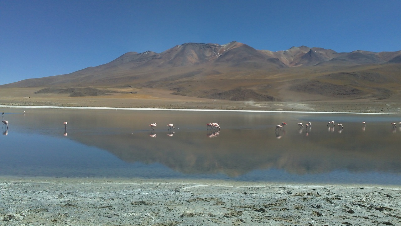 desert bolivia flamingos free photo