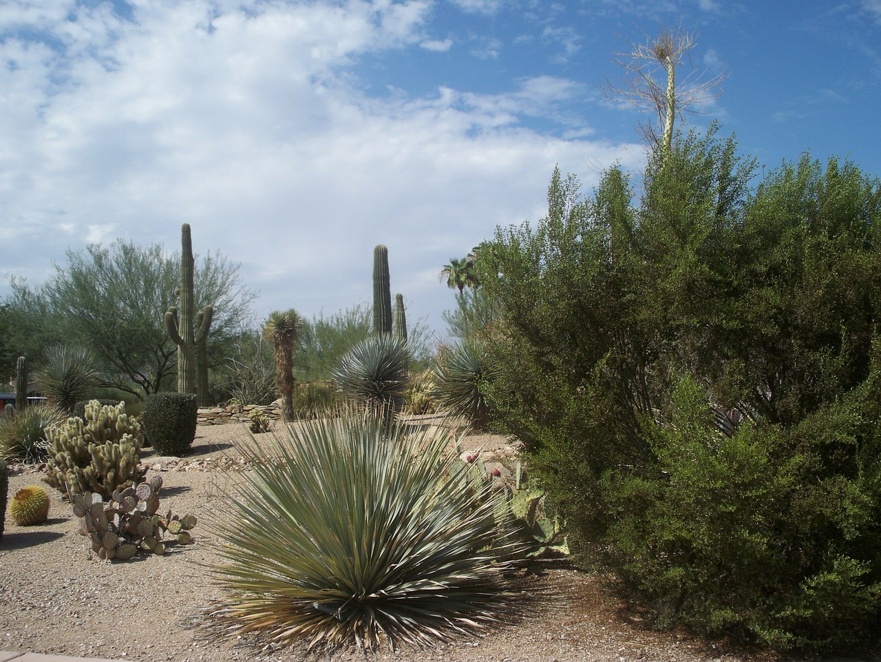 desert cactus sand free photo