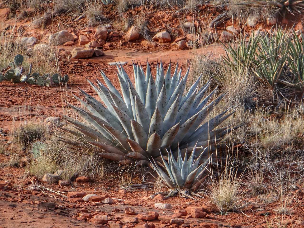 desert arizona sedona free photo