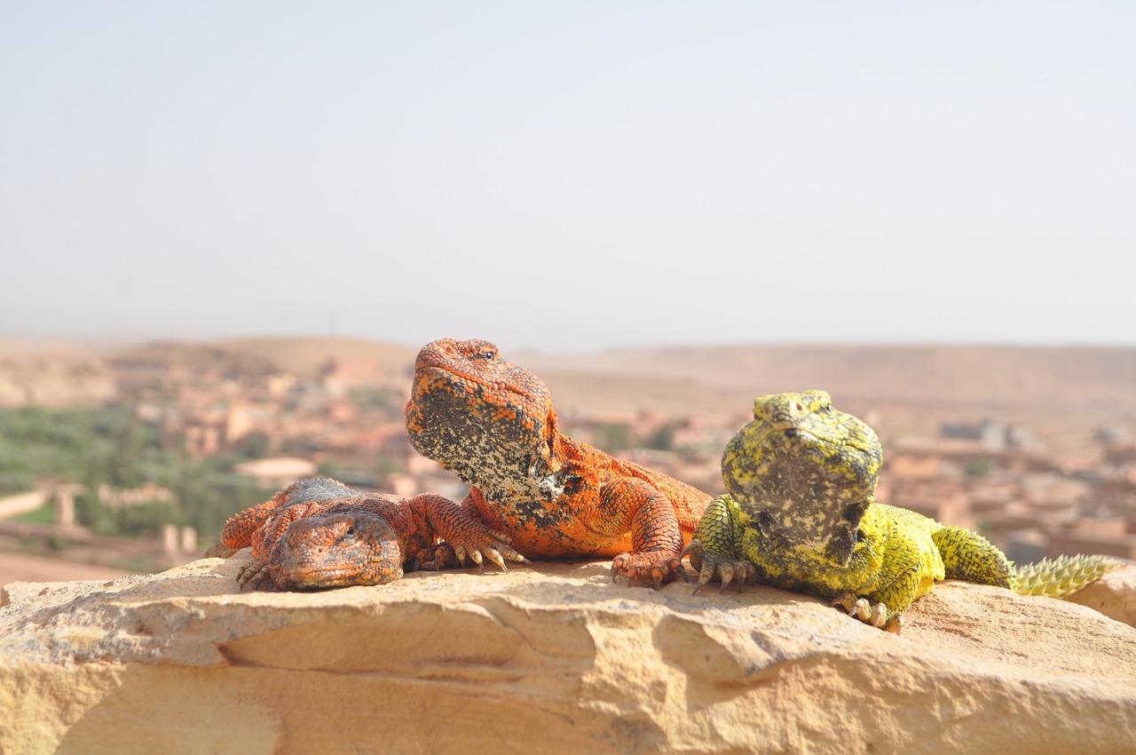 desert sahara morocco free photo