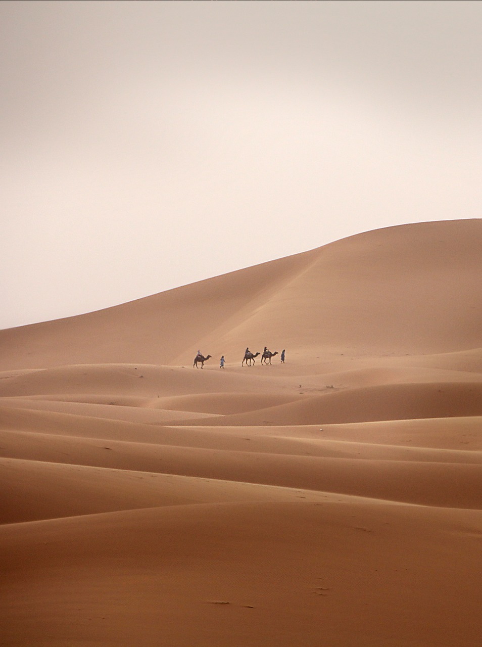 desert caravan camel free photo