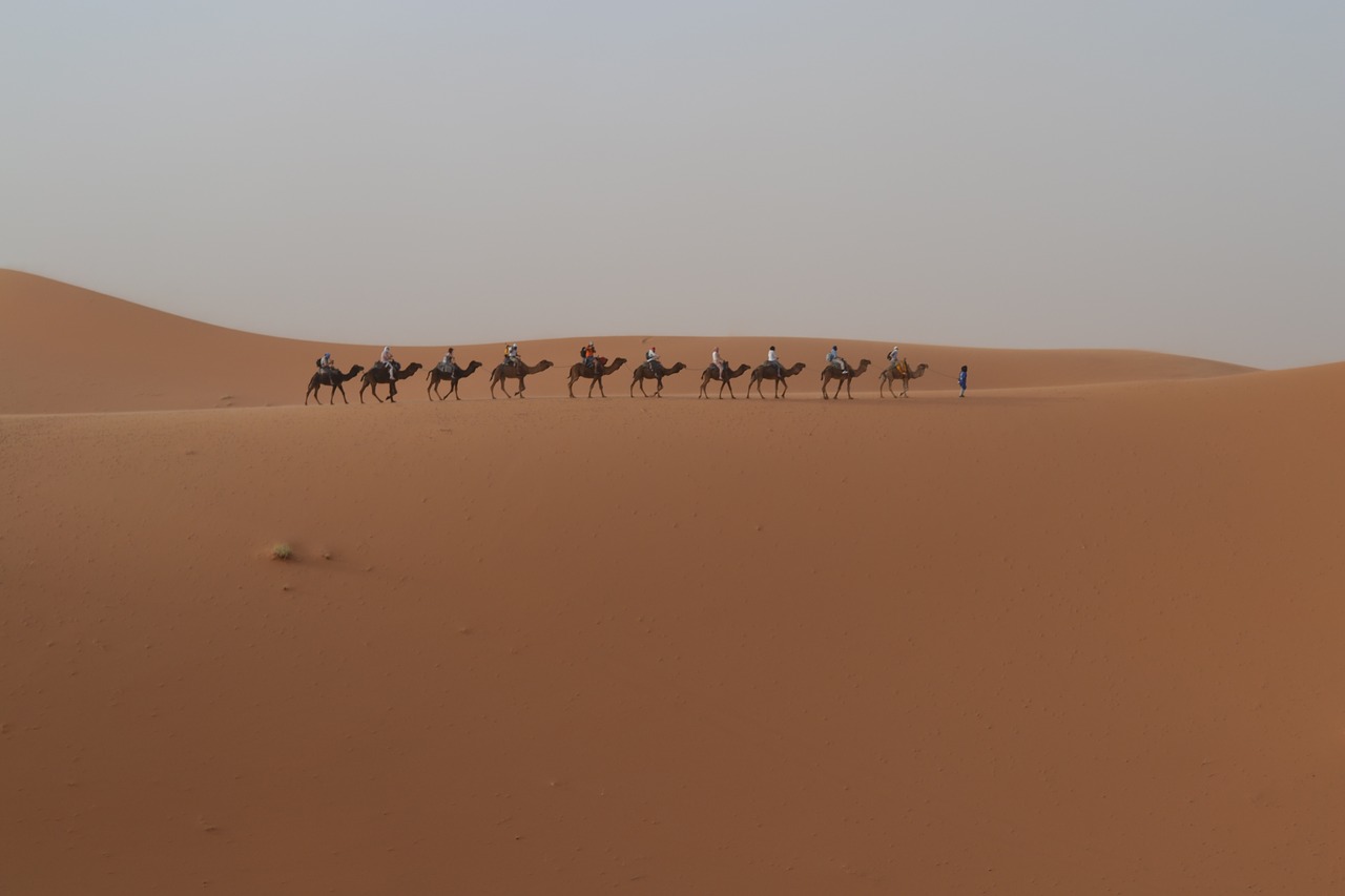 desert dromedary morocco free photo