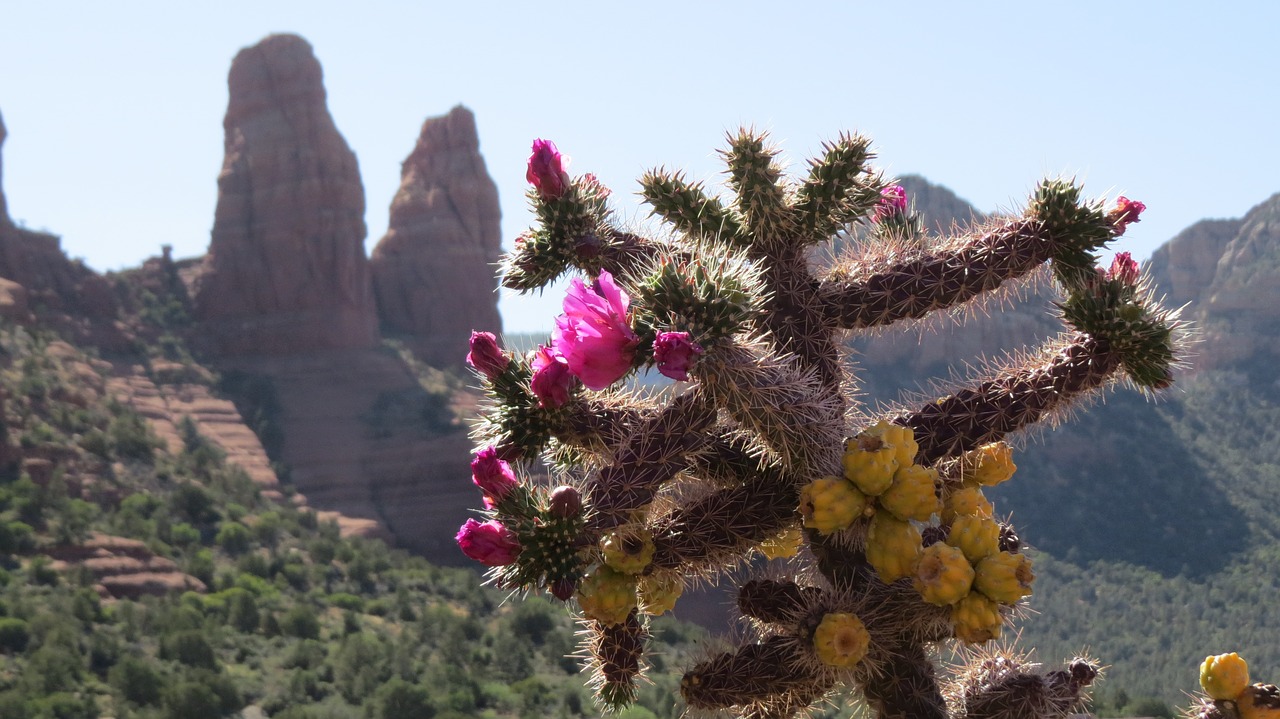 desert cactus flower free photo