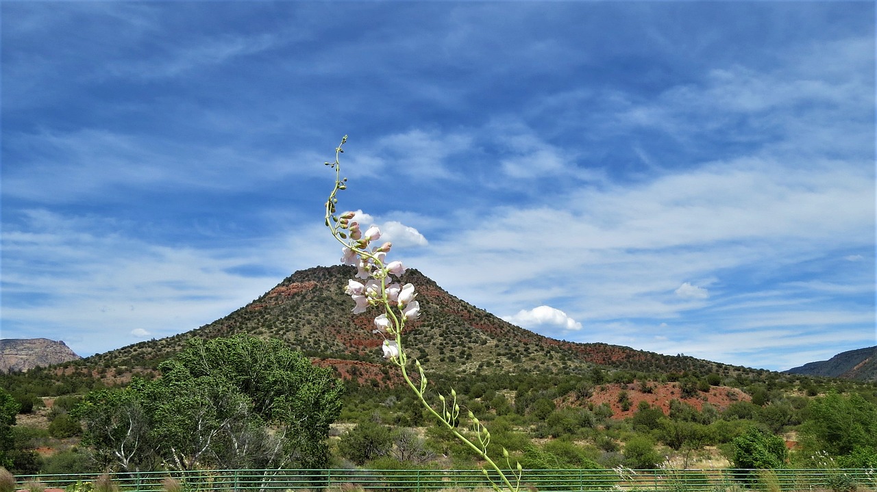 desert sedona flower free photo