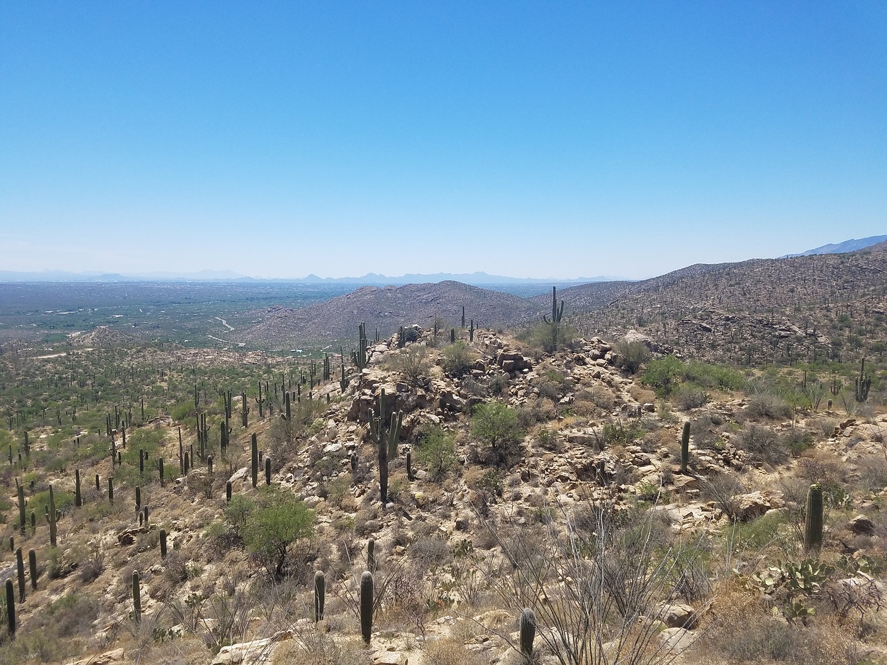 desert saguaro cactus free photo