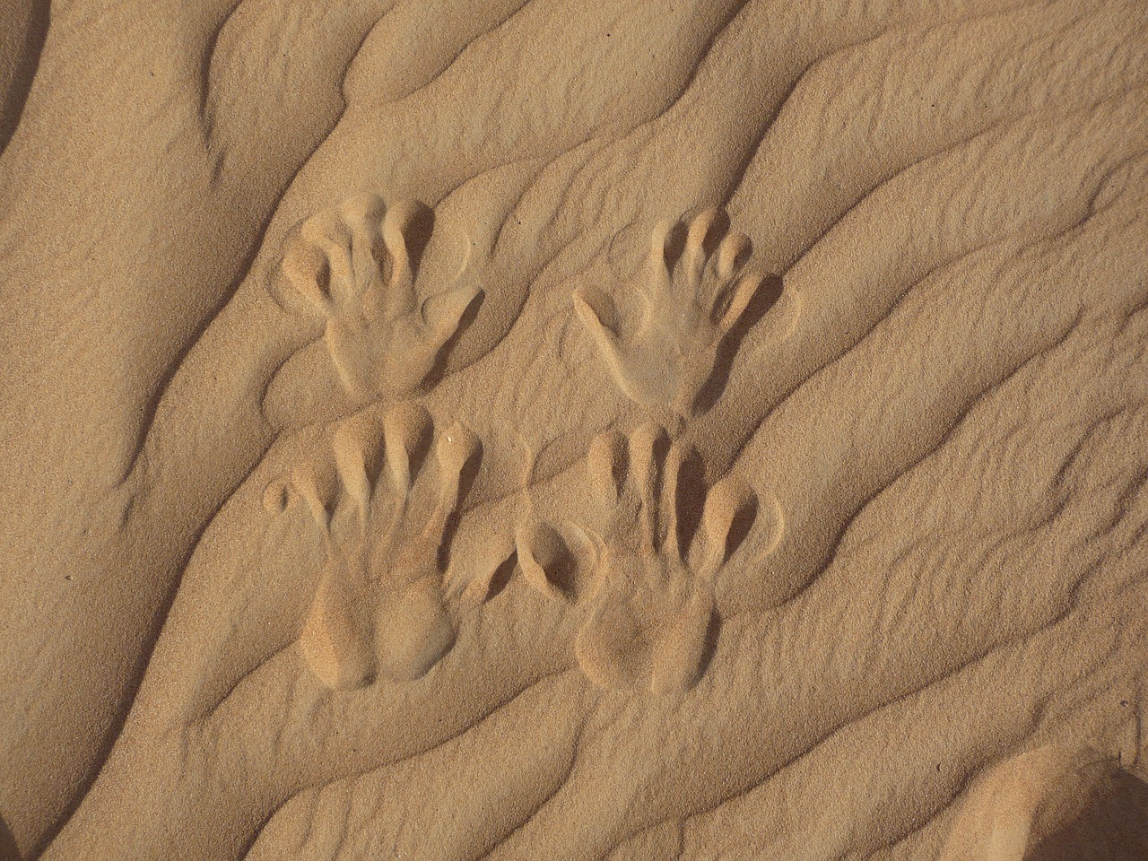 desert tracks in the sand hand prints in the sand free photo