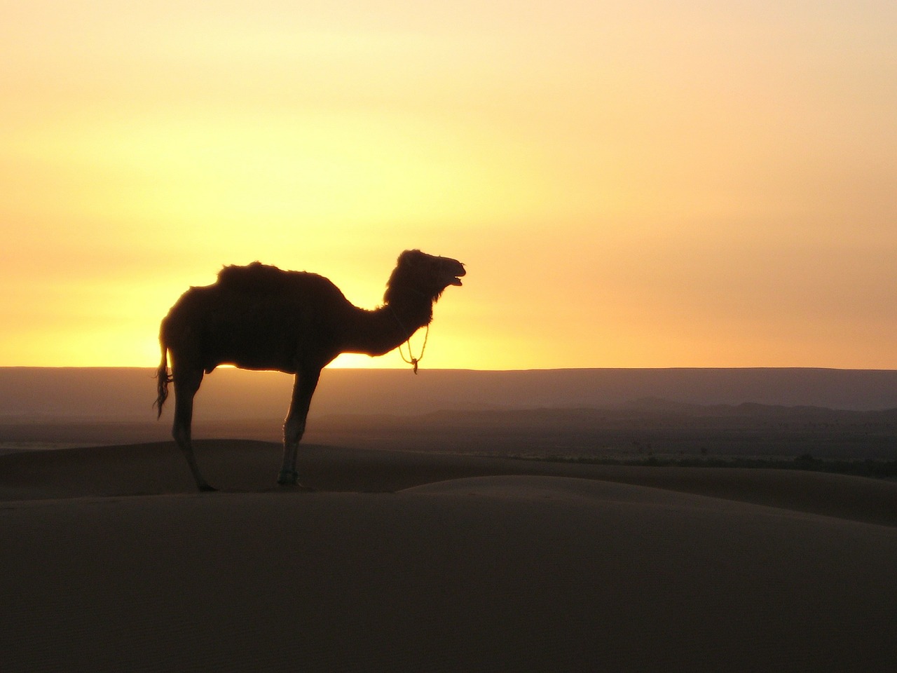 desert camel morocco free photo
