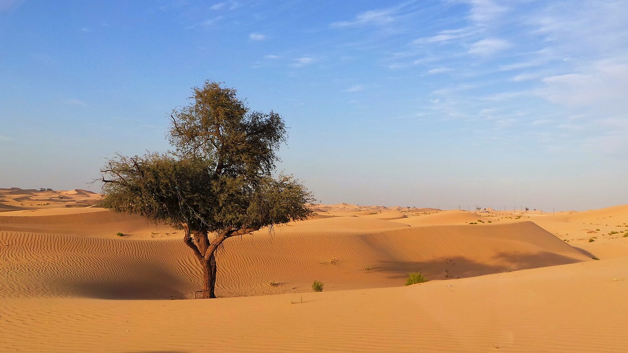 desert sand tree free photo