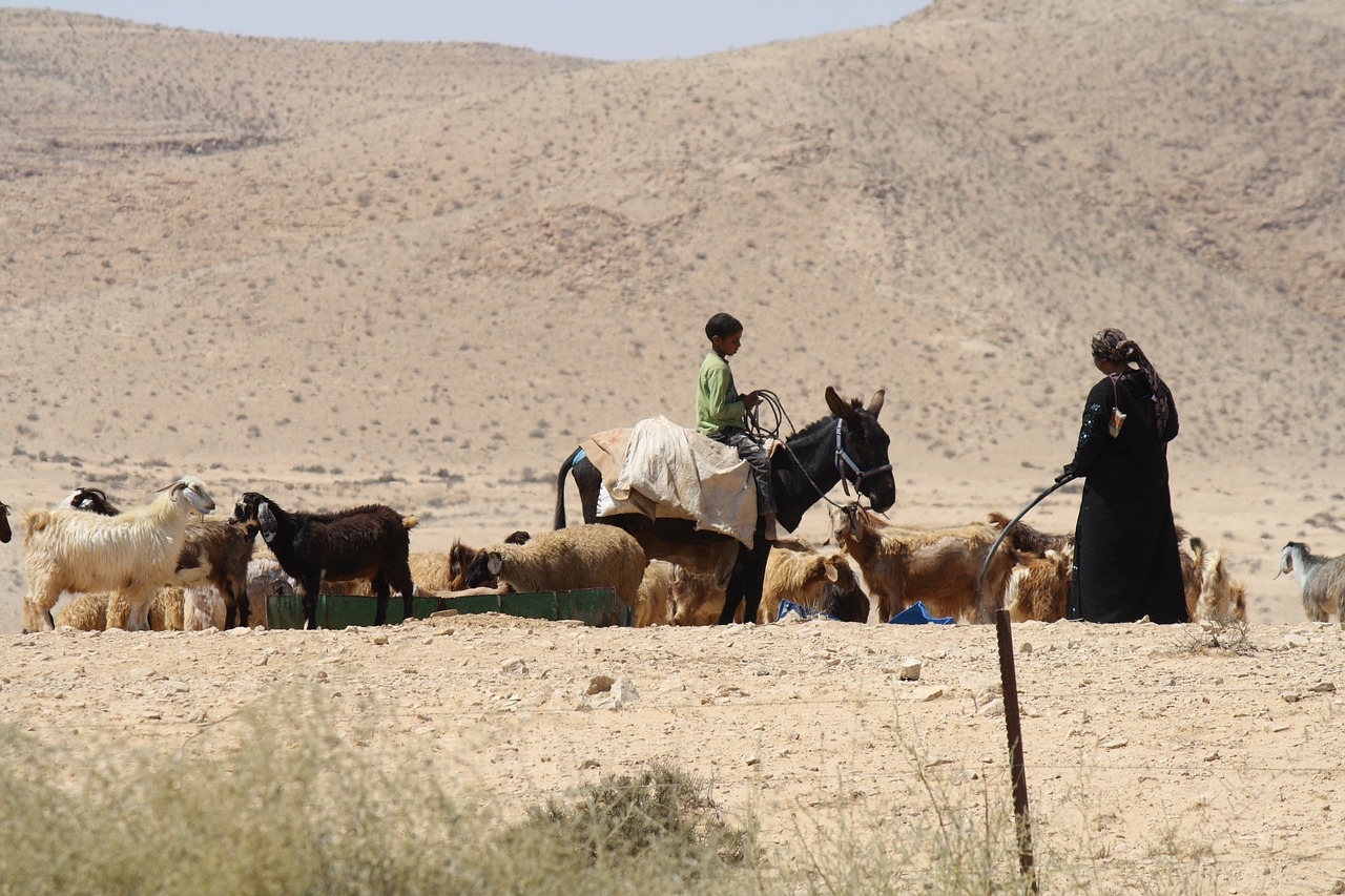 desert bedouin goat free photo