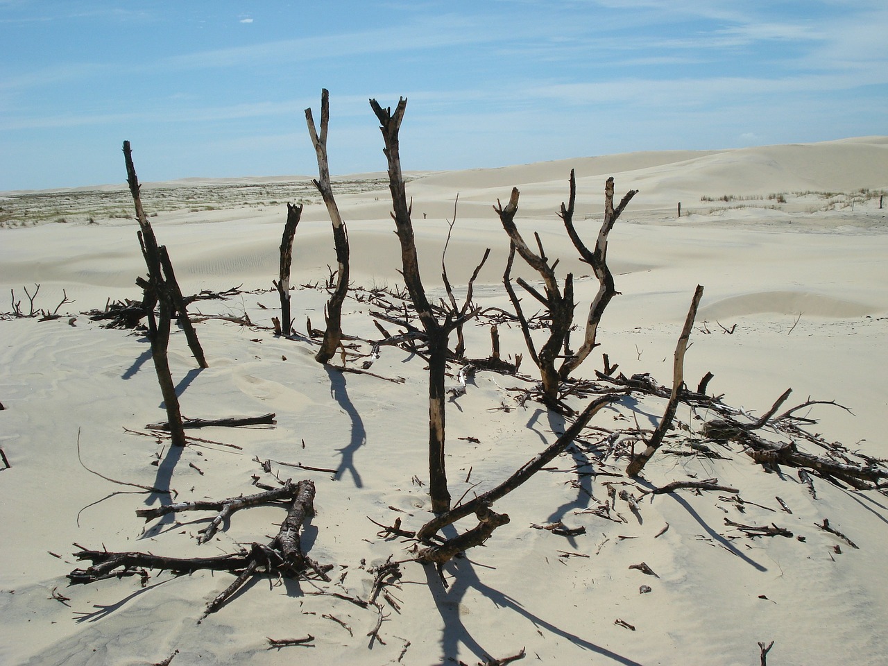 desert twigs sand free photo