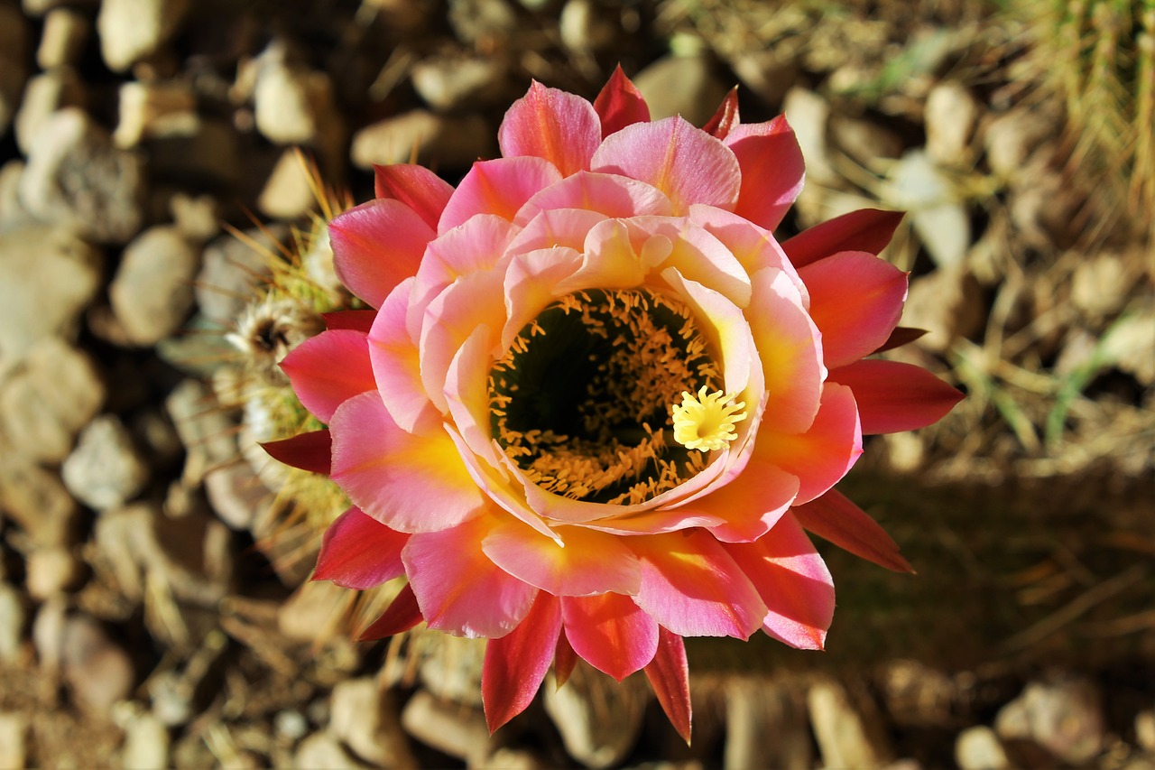 desert cactus flower free photo