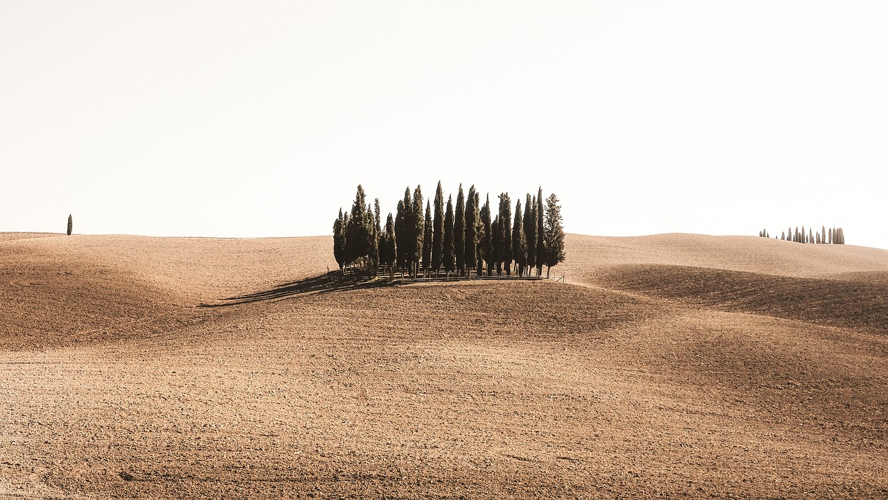 desert sand trees free photo