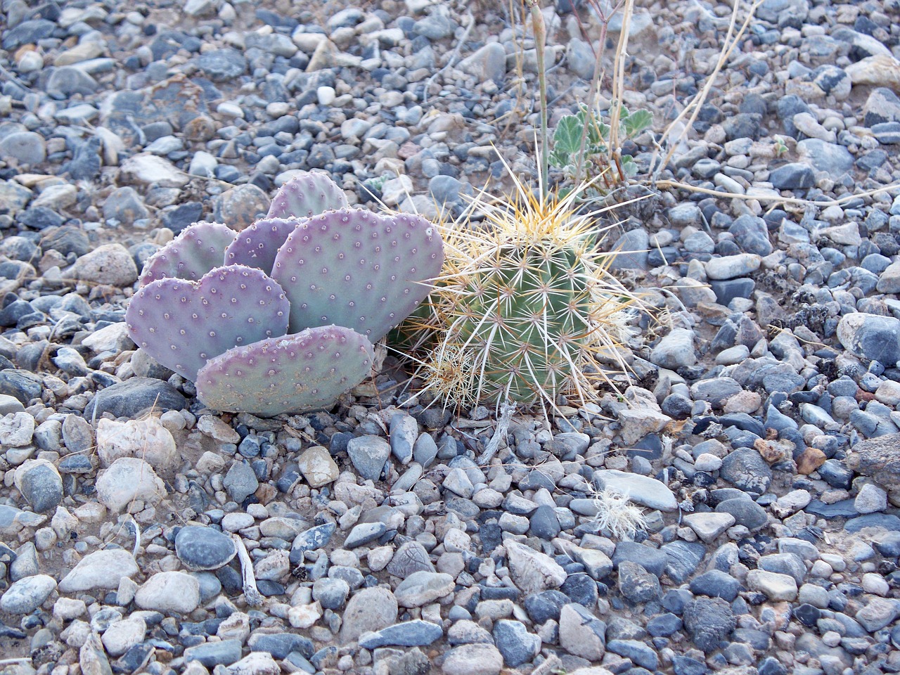 desert nevada cactus free photo