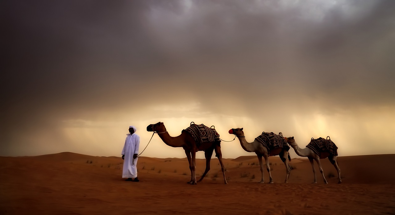 desert camels animals free photo