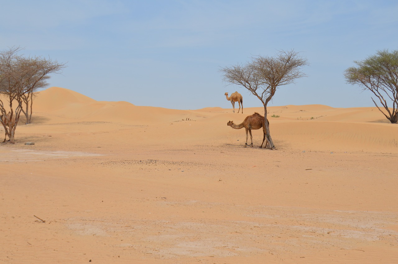 desert camel arabic free photo