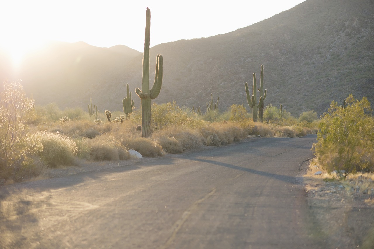 desert cactus road free photo
