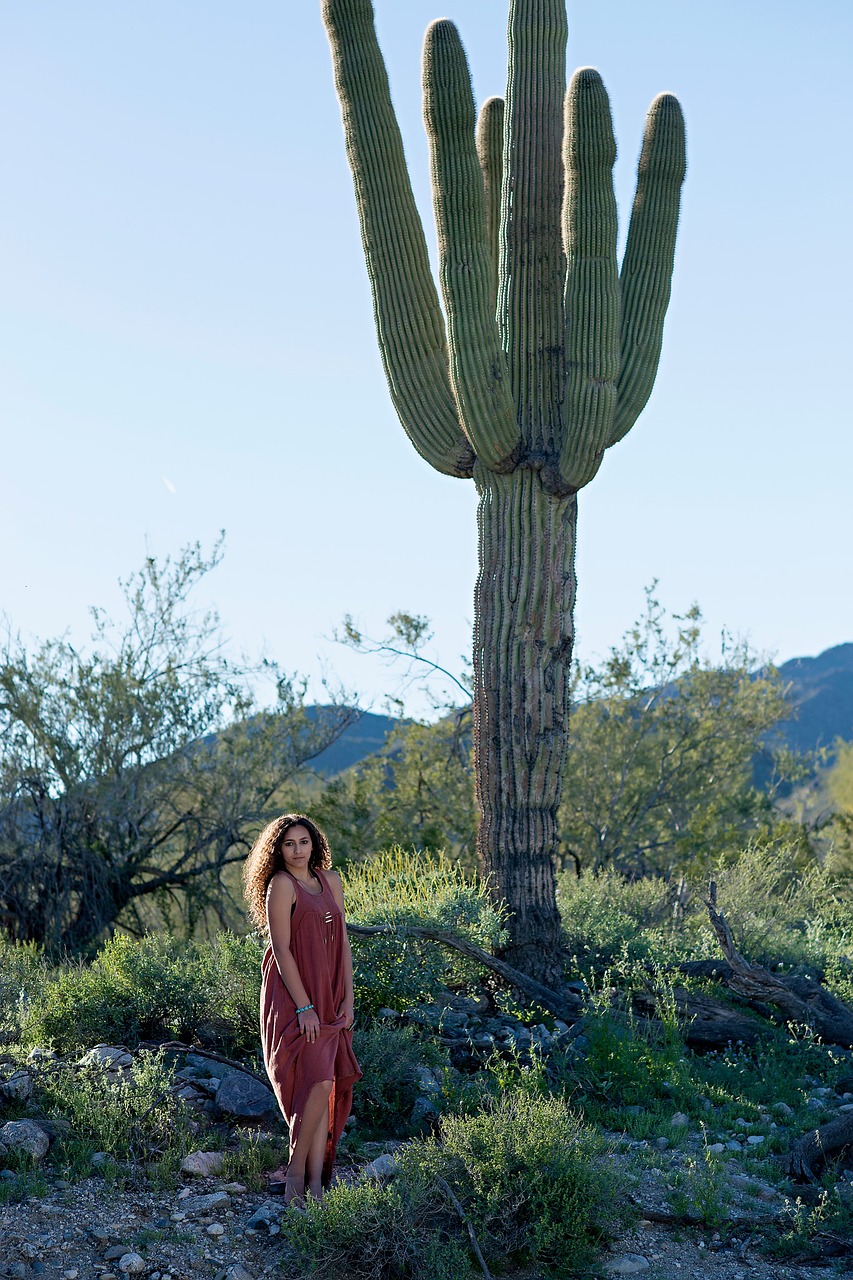desert cactus road free photo